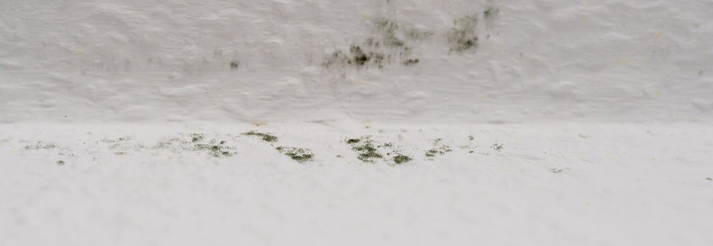 We asked a Microbiologist how to best clean mould - Pleasant State